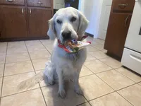ESA-POUCETTE OF AVALON, a female Golden Retriever for sale in Hawthorne, FL – Photo 3 of 10