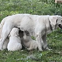 ESA-POUCETTE OF AVALON, a female Golden Retriever for sale in Hawthorne, FL – Photo 10 of 10