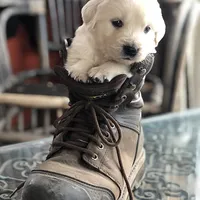 ESA-POUCETTE OF AVALON, a female Golden Retriever for sale in Hawthorne, FL – Photo 6 of 10