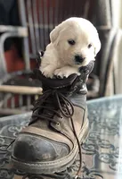 ESA-POUCETTE OF AVALON, a female Golden Retriever for sale in Hawthorne, FL – Photo 6 of 10