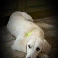 ESA-POUCETTE OF AVALON, a female Golden Retriever for sale in Hawthorne, FL – Photo 2 of 10