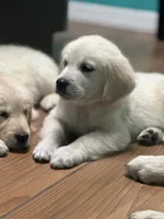 processed/0faa711a-ec8e-43c8-a3d1-501e8b0ebb78/listing/ed625daa-379f-45f7-a896-98cdc4e9c6bd/d12cde7e-a310-4bd4-a2f0-8806c5d45bcc