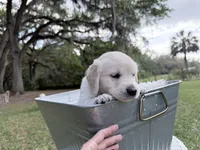 Barbie of Avalon - ESA + Service dog prospect (80% on 12 TPO tests), a female Golden Retriever for sale in Hawthorne, FL – 10 of 10