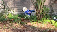 Barbie of avalon -beautiful Golden female ESA prospect Golden female , a female Golden Retriever for sale in Hawthorne, FL – 4 of 7