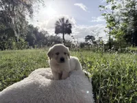 Bianca of Avalon, a female Golden Retriever for sale in Hawthorne, FL – 5 of 10