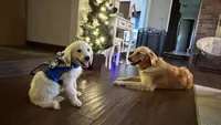 Barbie of Avalon - Golden retriever (english cream) female puppy, a female Golden Retriever for sale in Hawthorne, FL – 2 of 10
