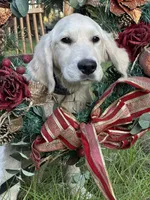 U-TURN : pure golden producer OFA dna / for trade, a male Golden Retriever for sale in Hawthorne, FL – 8 of 10