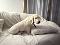 Blitz of avalon, kind white-coated Golden Retriever male purebred, a male Golden Retriever for sale in Hawthorne, FL – 5 of 6