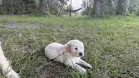 Bamboo of Avalon , a male Golden Retriever for sale in Hawthorne, FL – 3 of 9
