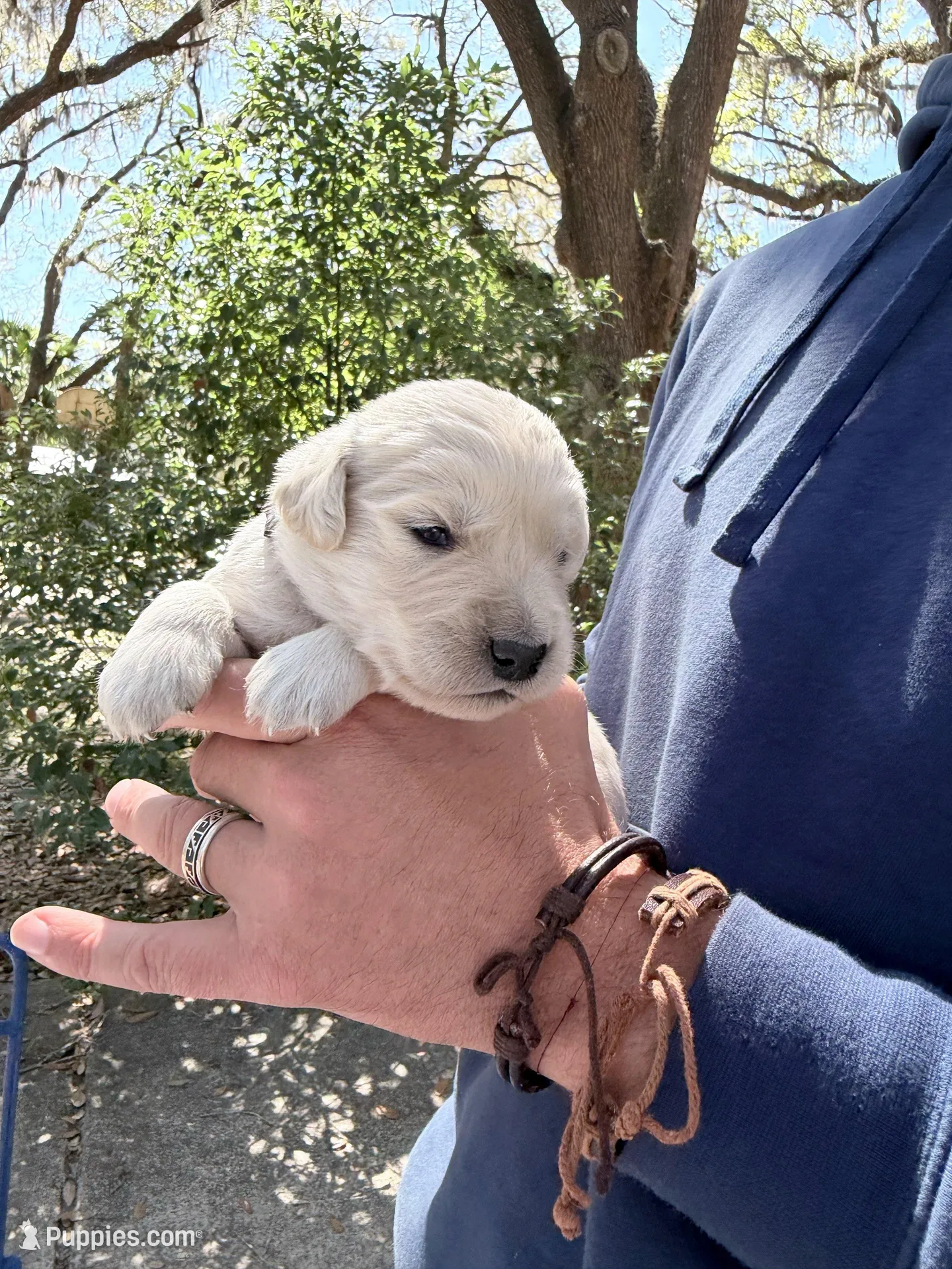 Berlioz of Avalon - ESA / service dog prospect – Golden Retriever puppy for sale in Hawthorne, FL