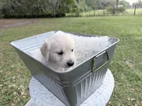 Bianca of Avalon, a female Golden Retriever for sale in Hawthorne, FL – 10 of 10