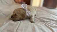 BETTY BOOP of Avalon - Golden retriever female puppy ready in 7 weeks!, a female Golden Retriever for sale in Hawthorne, FL – 7 of 10