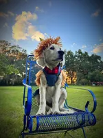 Rare! SERVICE DOG (pure golden) with Ihis D - Akela, a male Golden Retriever for sale in Hawthorne, FL – 7 of 10