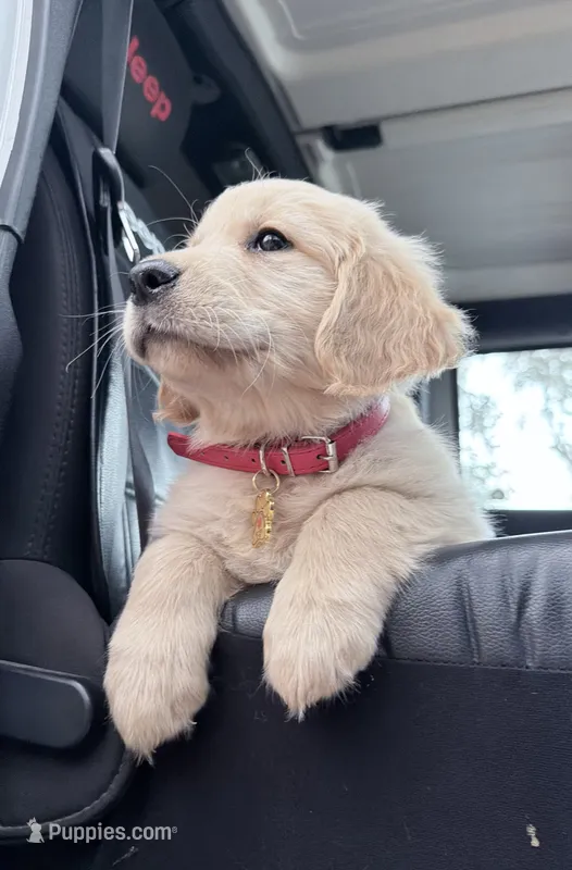 Brooklyn of Avalon (71% @TPO tests) – Golden Retriever puppy for sale in Hawthorne, FL