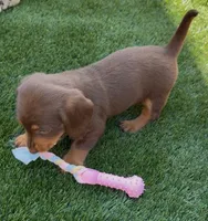 Twixy, a female Doxiepoo and Goldendoodle for sale in Anaheim, CA – Photo 3 of 3