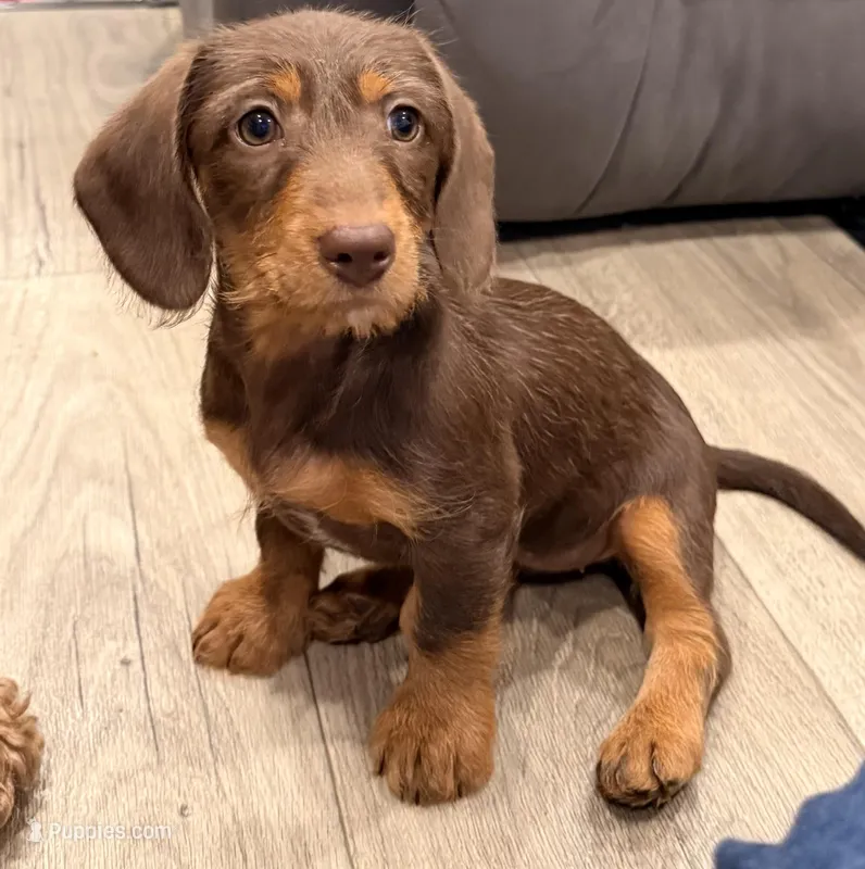 Twixy – Doxiepoo, Goldendoodle puppy for sale in Anaheim, CA