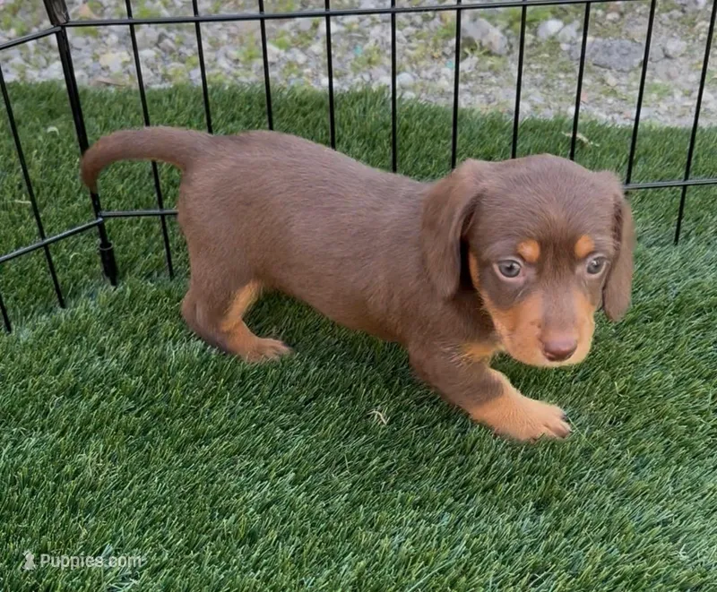 Twixy – Doxiepoo, Goldendoodle puppy for sale in Anaheim, CA