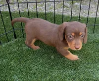 Twixy, a female Doxiepoo and Goldendoodle for sale in Anaheim, CA – Photo 1 of 3