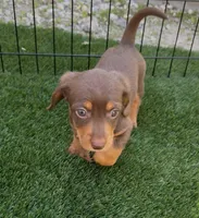Twixy, a female Doxiepoo and Goldendoodle for sale in Anaheim, CA – Photo 2 of 3
