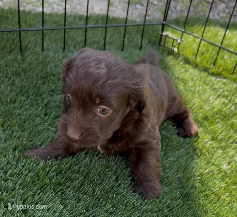 Willow – Doxiepoo, Goldendoodle puppy for sale in Anaheim, CA