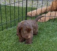 Willow, a female Doxiepoo and Goldendoodle for sale in Anaheim, CA – Photo 2 of 3