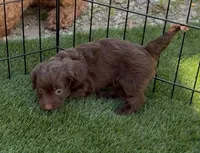 Willow, a female Doxiepoo and Goldendoodle for sale in Anaheim, CA – Photo 3 of 3