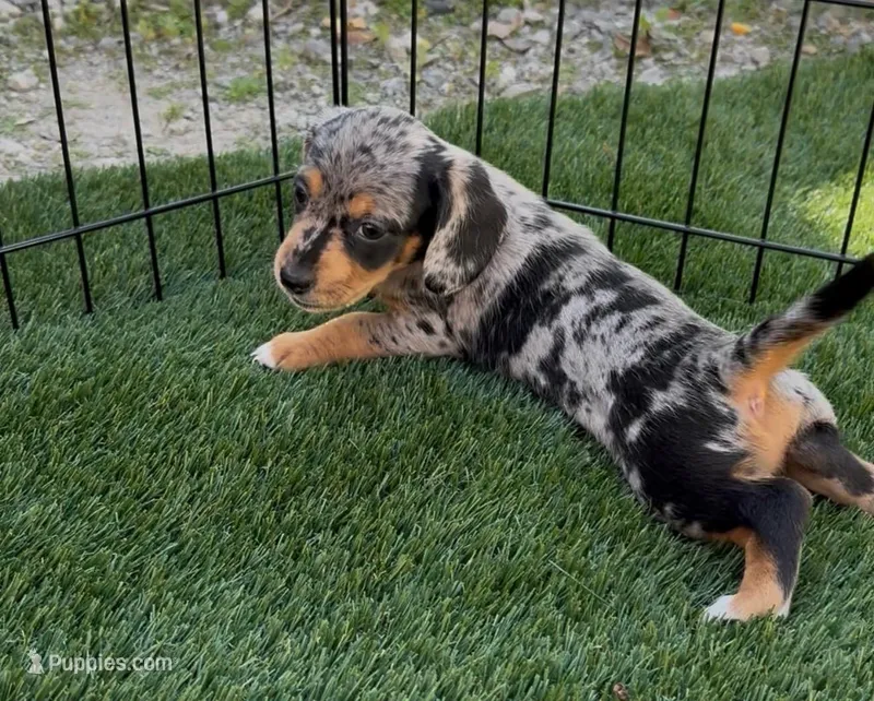 Pebbles – Doxiepoo, Goldendoodle puppy for sale in Anaheim, CA