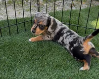 Pebbles, a female Doxiepoo and Goldendoodle for sale in Anaheim, CA – Photo 1 of 3