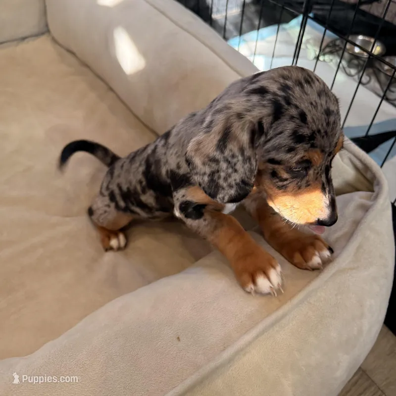 Pebbles – Doxiepoo, Goldendoodle puppy for sale in Anaheim, CA