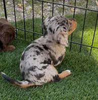 Pebbles, a female Doxiepoo and Goldendoodle for sale in Anaheim, CA – Photo 3 of 3