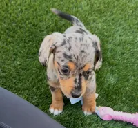 Pebbles, a female Doxiepoo and Goldendoodle for sale in Anaheim, CA – Photo 2 of 3