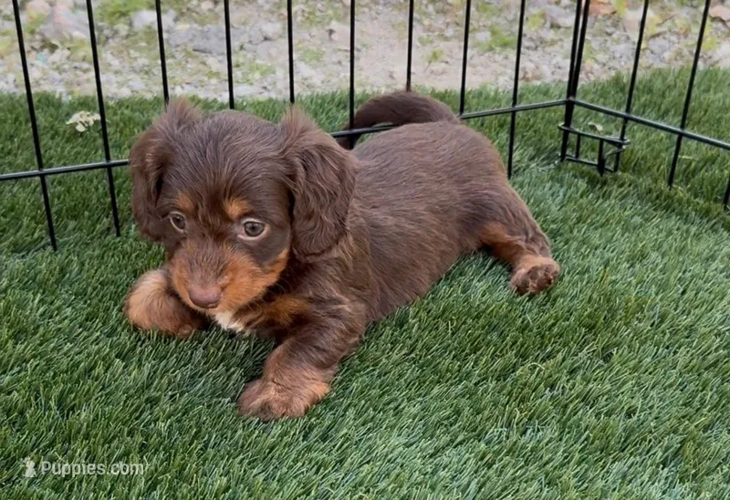 Hazel – Doxiepoo, Goldendoodle puppy for sale in Anaheim, CA