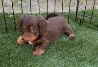 Hazel, a female Doxiepoo and Goldendoodle for sale in Anaheim, CA – Photo 1 of 3