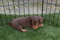 Hazel, a female Doxiepoo and Goldendoodle for sale in Anaheim, CA – Photo 3 of 3