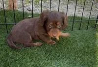 Hazel, a female Doxiepoo and Goldendoodle for sale in Anaheim, CA – Photo 2 of 3