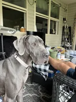 Carter, a male Great Dane for sale in Milton, DE – 3 of 4