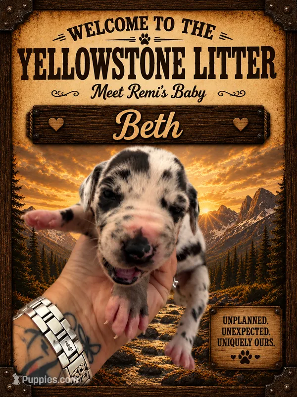 Beth – Great Dane puppy for sale in Milton, DE