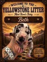 Beth, a female Great Dane for sale in Milton, DE – 1 of 4