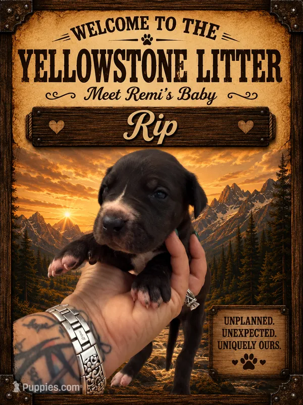 Rip – Great Dane puppy for sale in Milton, DE