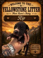 Rip, a male Great Dane for sale in Milton, DE – 1 of 4