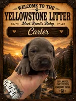 Carter, a male Great Dane for sale in Milton, DE – 2 of 4