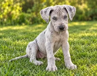 Kayce, a male Great Dane for sale in Milton, DE – 1 of 5
