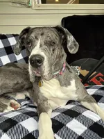 Beth, a female Great Dane for sale in Milton, DE – 4 of 4