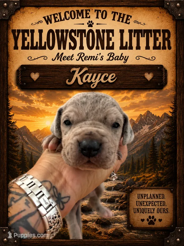 Kayce – Great Dane puppy for sale in Milton, DE