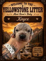 Kayce, a male Great Dane for sale in Milton, DE – 1 of 4