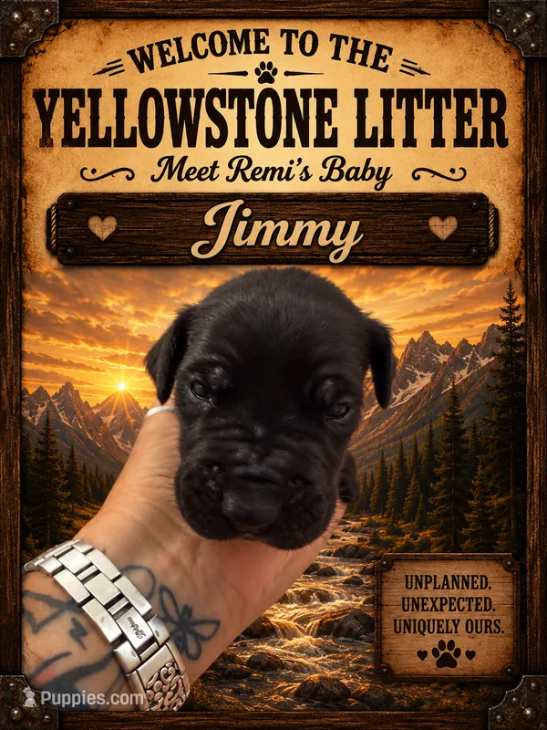 Jimmy – Great Dane puppy for sale in Milton, DE