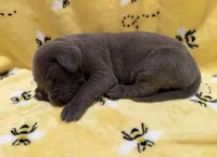 processed/0fae5705-28a3-4354-8b39-40dd60075a8c/listing/cd659bd7-a202-451c-8a77-5ffb4a525165/fa77bf48-ea3a-41e8-80d1-84a8d465e92c