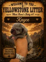 Kayce, a male Great Dane for sale in Milton, DE – 2 of 4