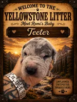 Teeter, a female Great Dane for sale in Milton, DE – 2 of 4
