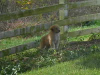 Frappachino, a male Anatolian Shepherd Dog and Great Pyrenees for sale in Newburg, PA – 5 of 5